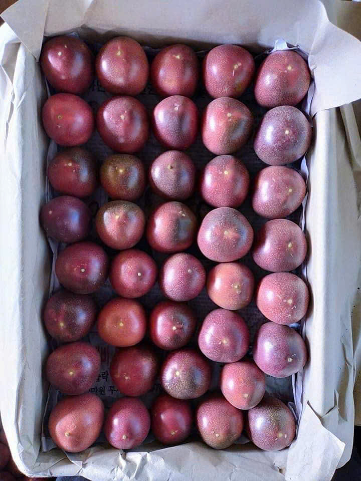 CHANH DÂY MƠ NÔNG CHANH DÂY MƠ NÔNG