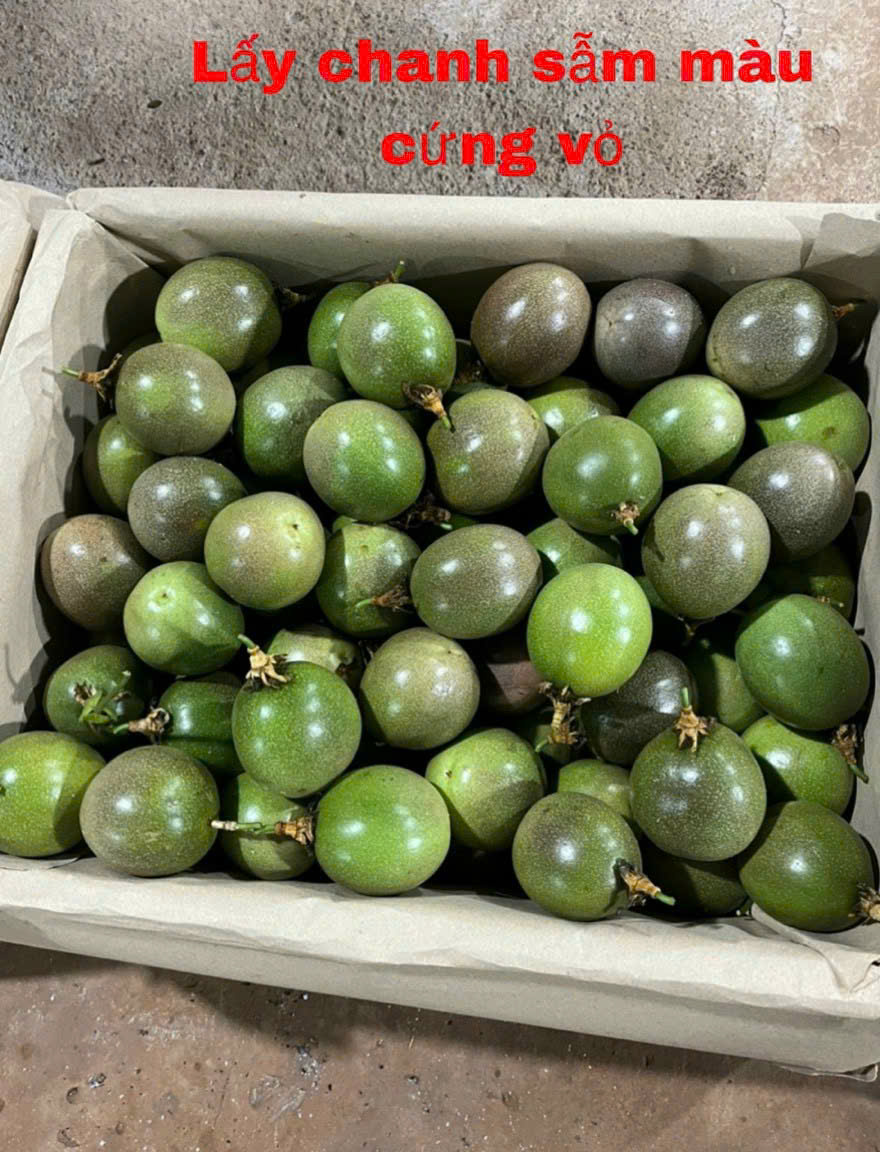 Chanh Dây Mơ Nông DALAC – Giống Nafods1 Trồng Hữu Cơ Tây Nguyên